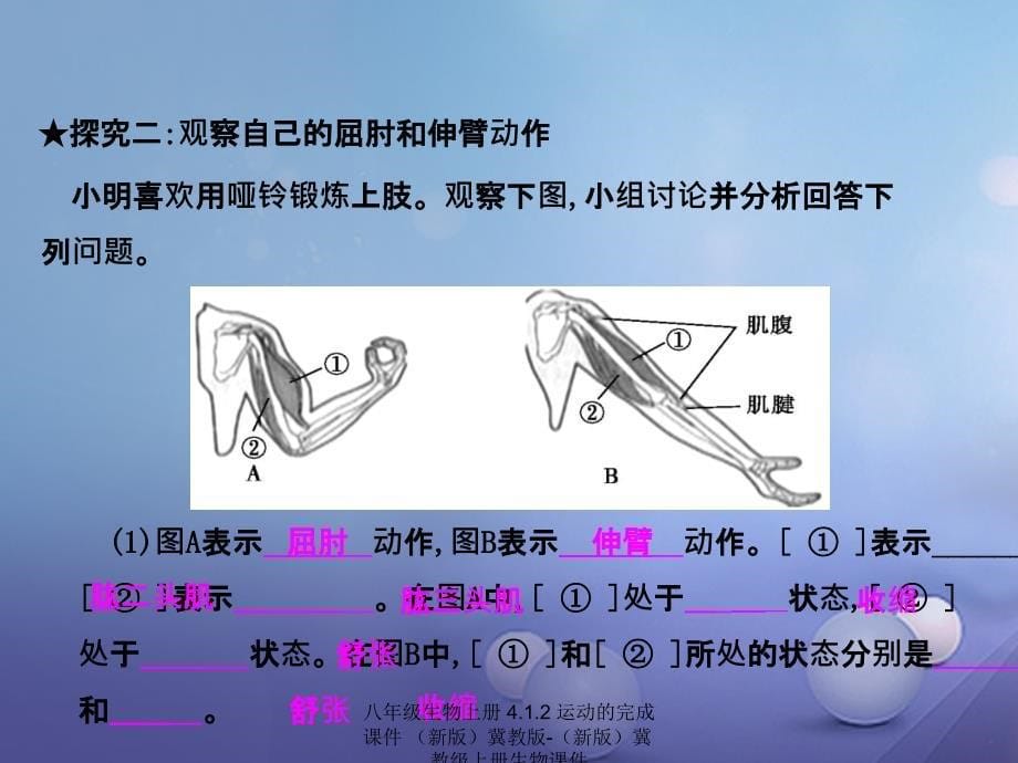 最新八年级生物上册4.1.2运动的完成课件_第5页