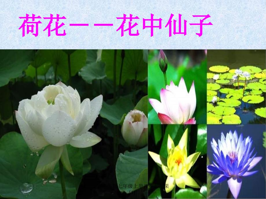 初中生物七年级上册开花和结果1课件_第2页