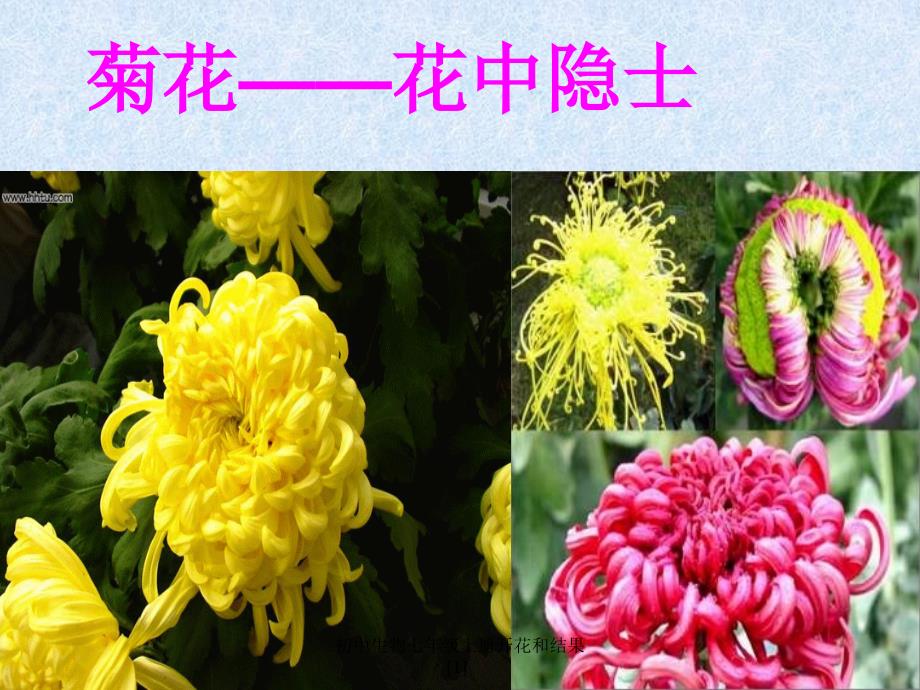 初中生物七年级上册开花和结果1课件_第4页