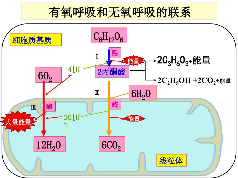 光合作用和呼吸作用复习.ppt_第3页