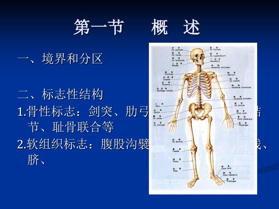 断层解剖学课件：09 肝内管道和肝段断层解剖_第3页