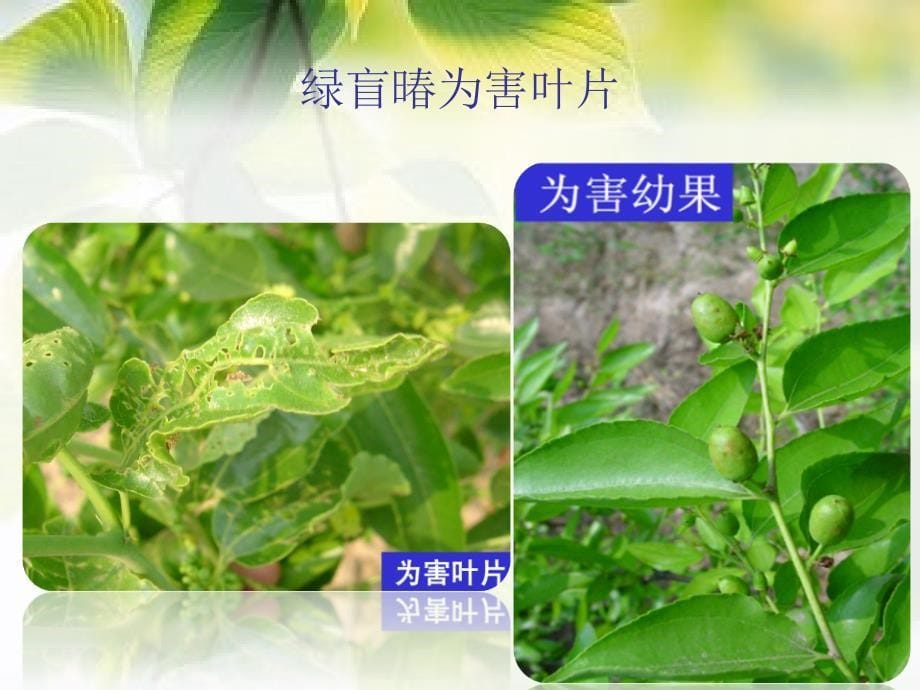 《红枣病虫害防治》PPT课件_第5页