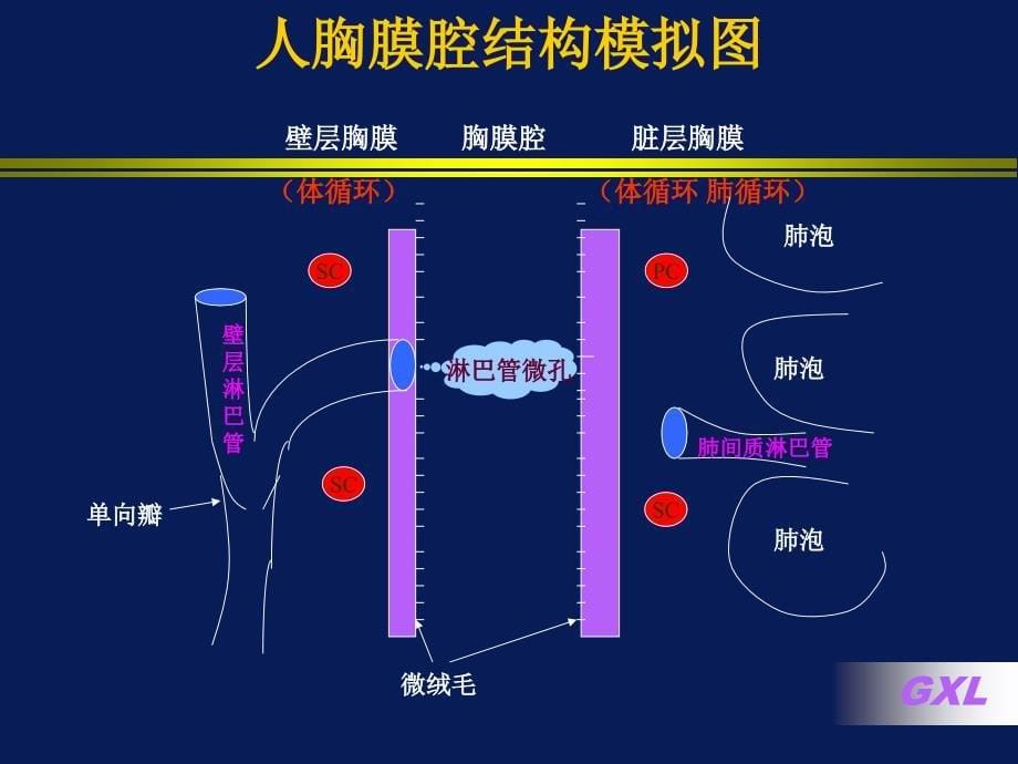 胸腔积液(大四)2_第5页