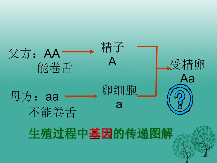 八年级生物下册 第七单元 第三节 基因的显性和隐性课件1 （新版）新人教版_第4页