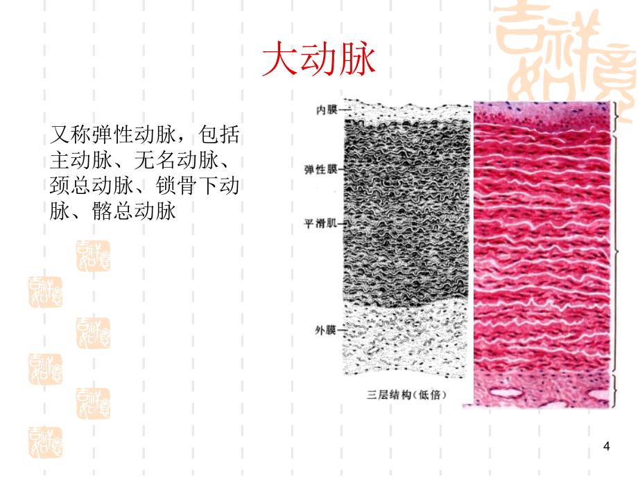 血栓形成过程ppt课件_第4页