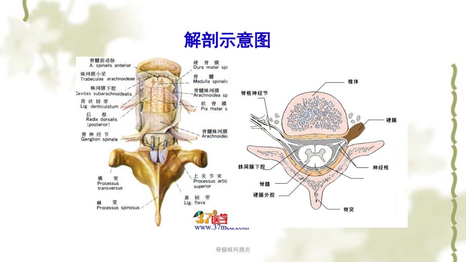 脊髓蛛网膜炎ppt课件_第3页