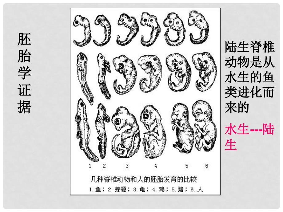 高中生物 第三册 第9章 生物进化 9.1 生物的进化课件 沪科版_第3页