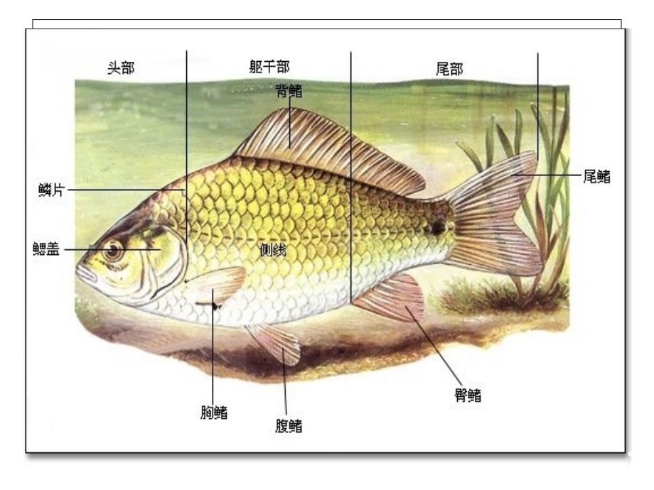 生物八年级第一章第四节__鱼2_第2页