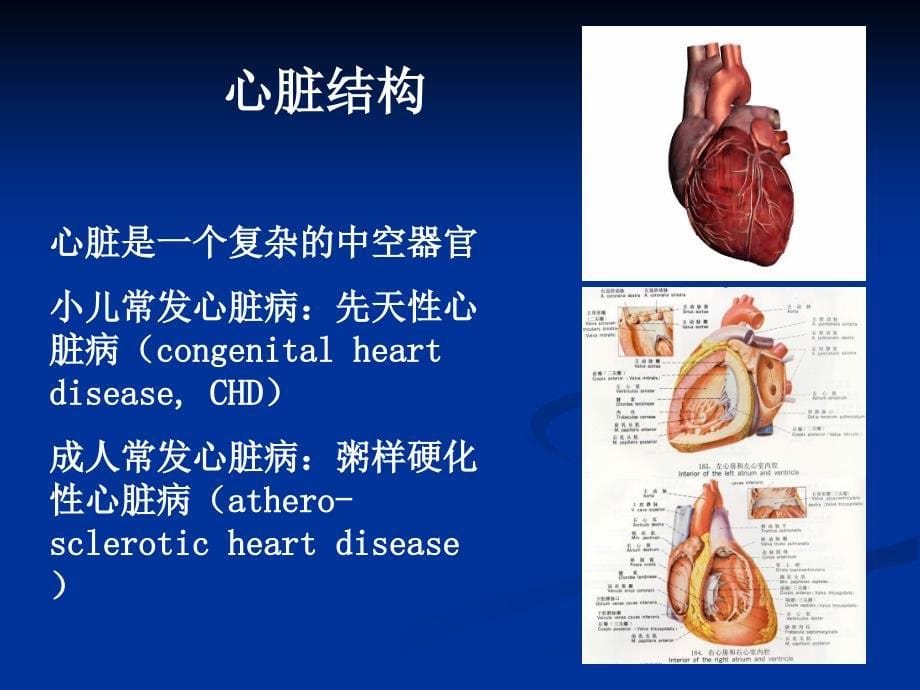 儿科学：先天性心脏病_第5页