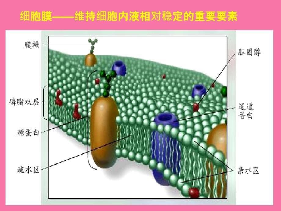 教学311生物必修3课堂教学细胞生活的环境ppt课件_第5页