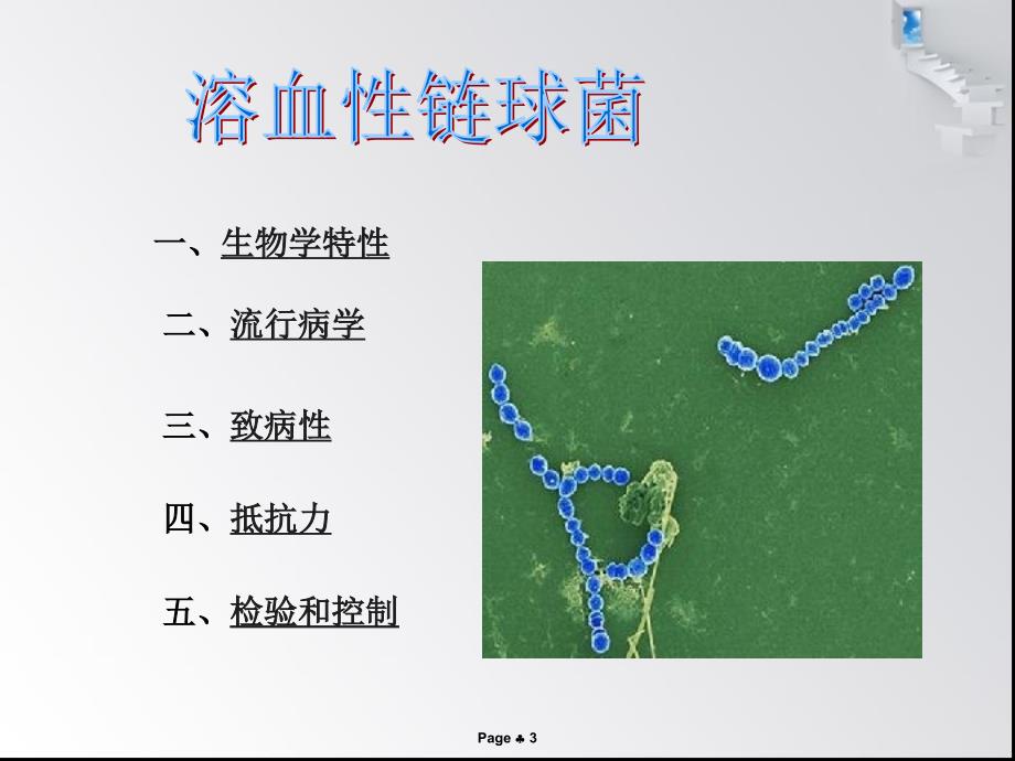 溶血性链球菌1_第3页