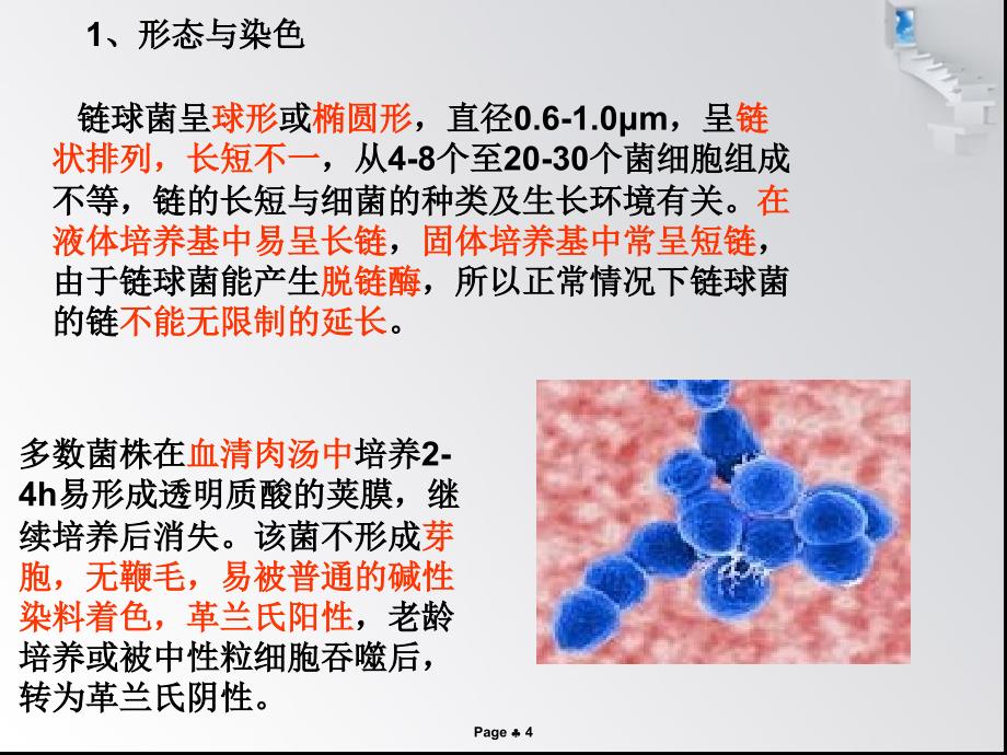 溶血性链球菌1_第4页