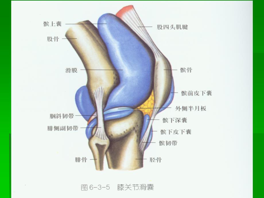 髌下滑囊炎课件.ppt_第4页