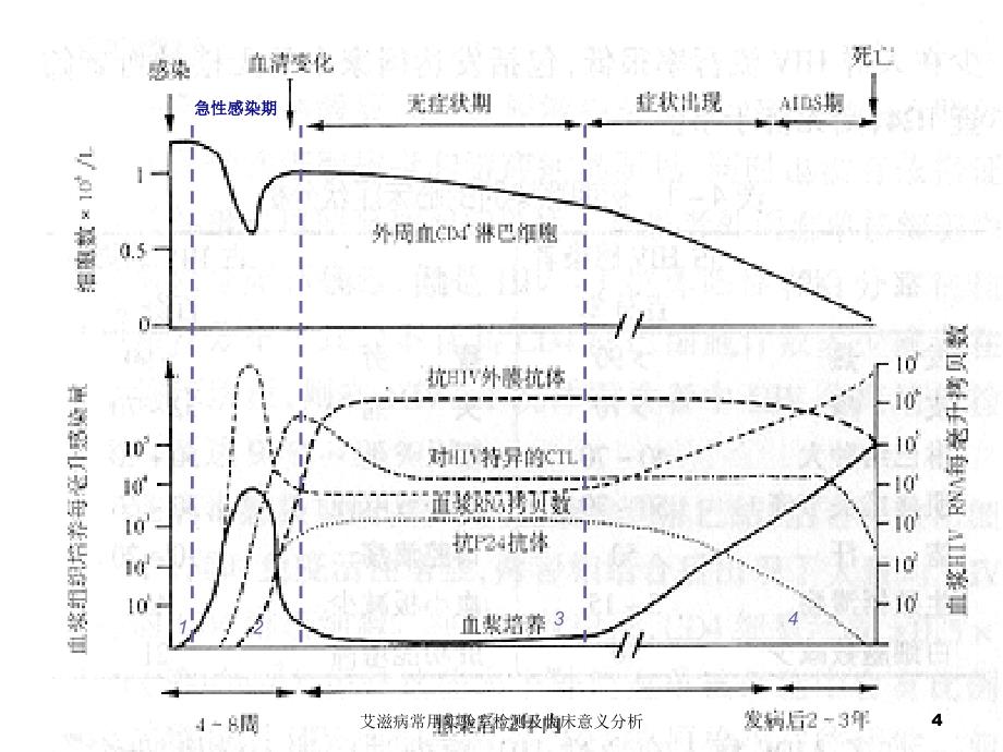 艾滋病常用实验室检测及临床意义分析课件_第4页