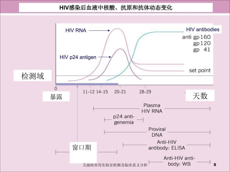 艾滋病常用实验室检测及临床意义分析课件_第5页