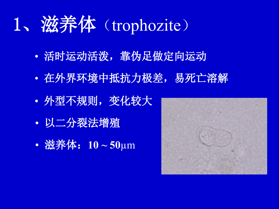 人体寄生虫学实验医学原虫实验课ppt课件_第4页