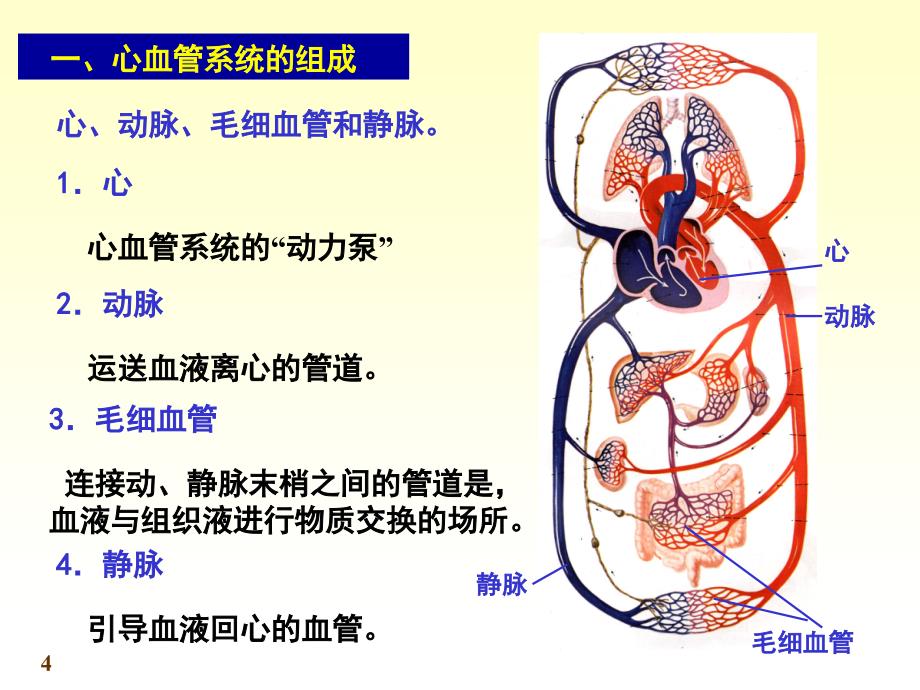 脉管系统心脏ppt课件_第4页