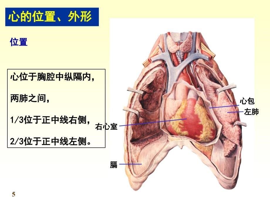 脉管系统心脏ppt课件_第5页