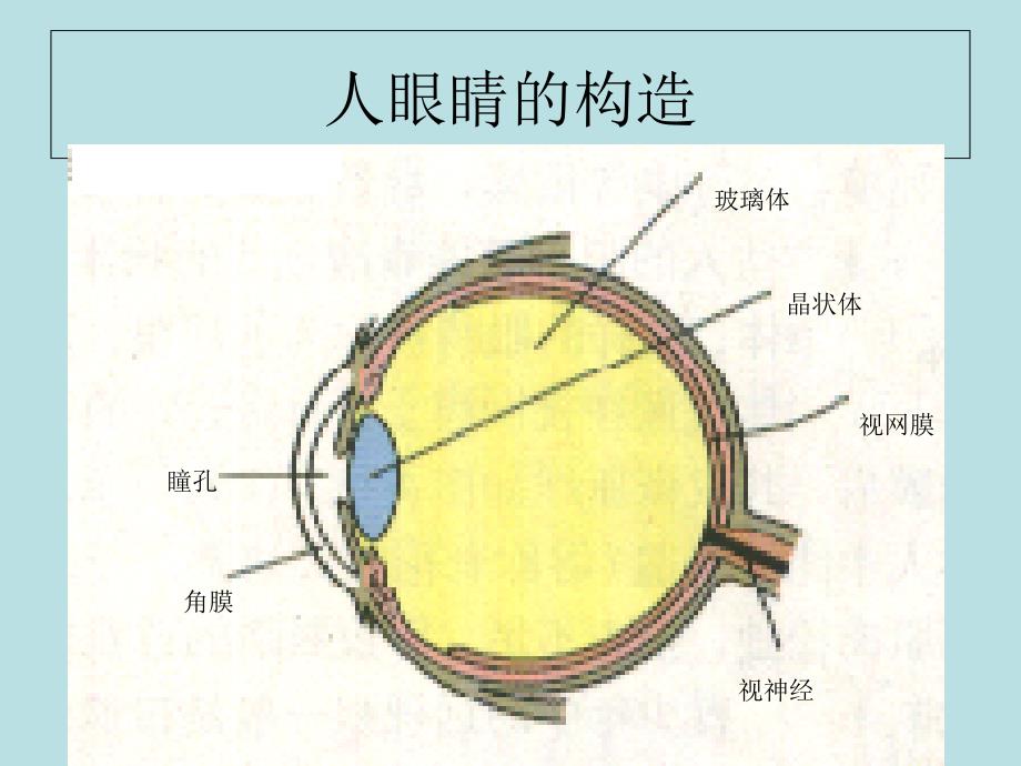 《眼睛与视力矫正》PPT课件_第2页