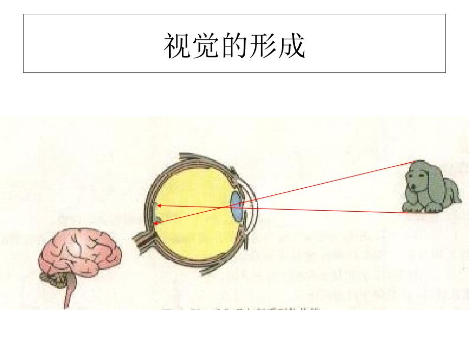 《眼睛与视力矫正》PPT课件_第3页