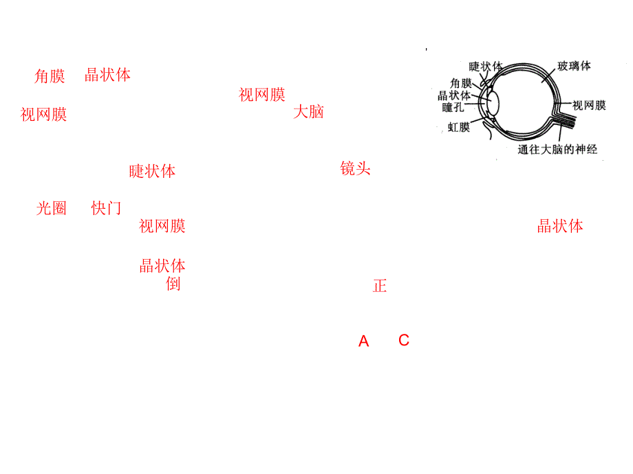 《眼睛与视力矫正》PPT课件_第4页