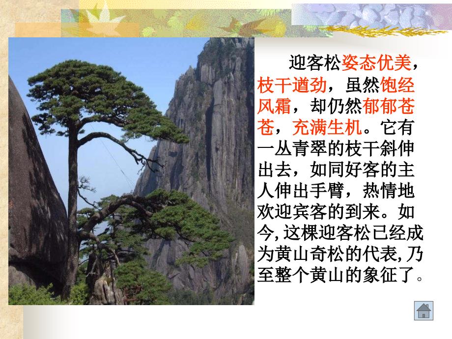 黄山奇松教学课件.ppt_第4页