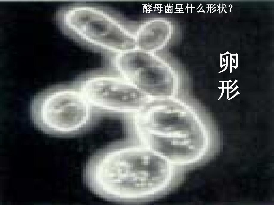 八年级生物下册 第十四章 第五节 菌物界课件 北京课改版_第4页