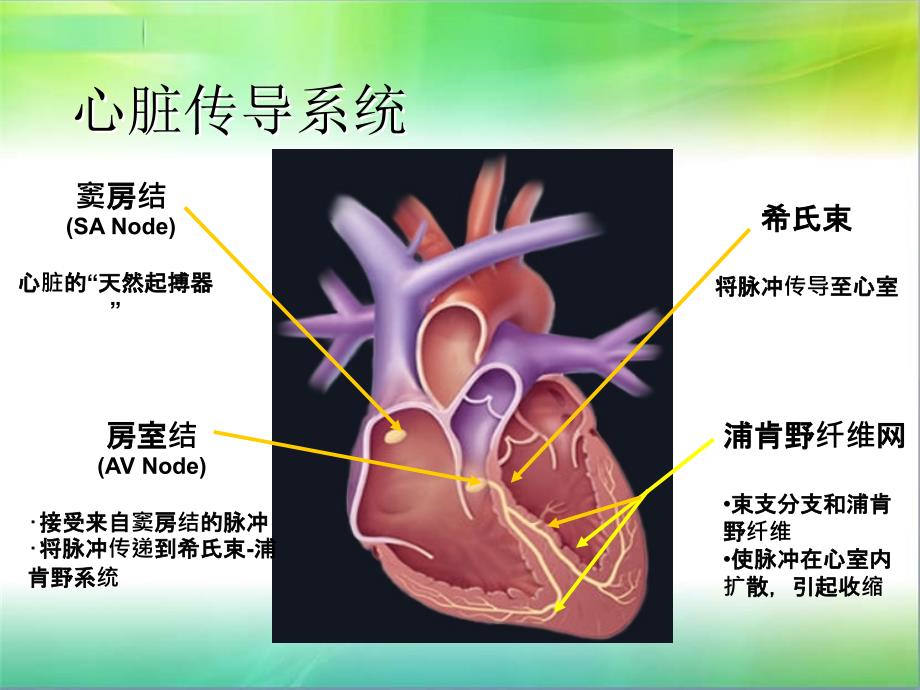 常见心律失常及处理_第4页