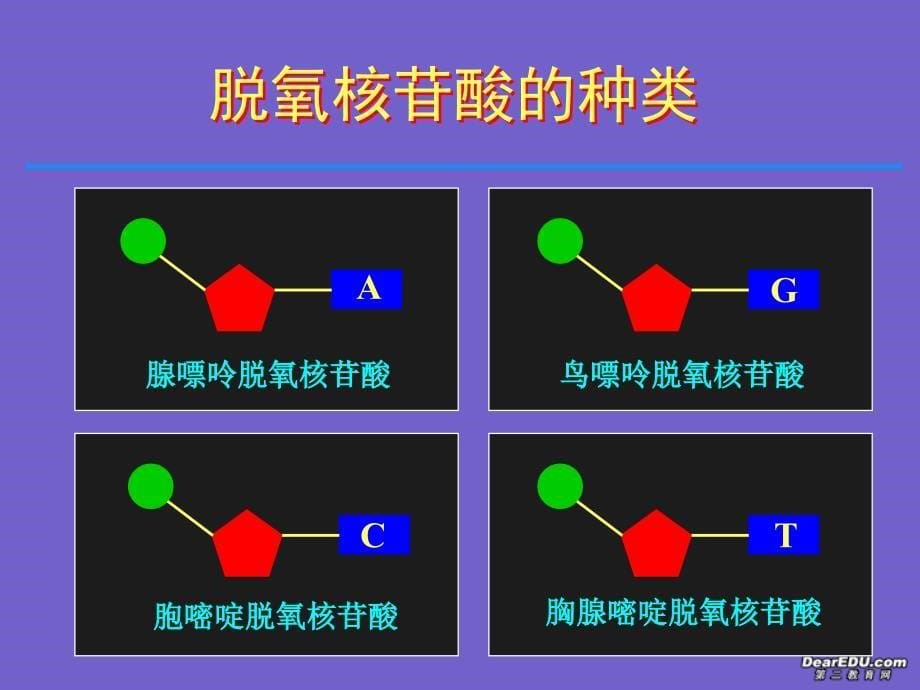 高一生物第三章第二节DNA分子的结构课件新课标人教版必修2_第5页