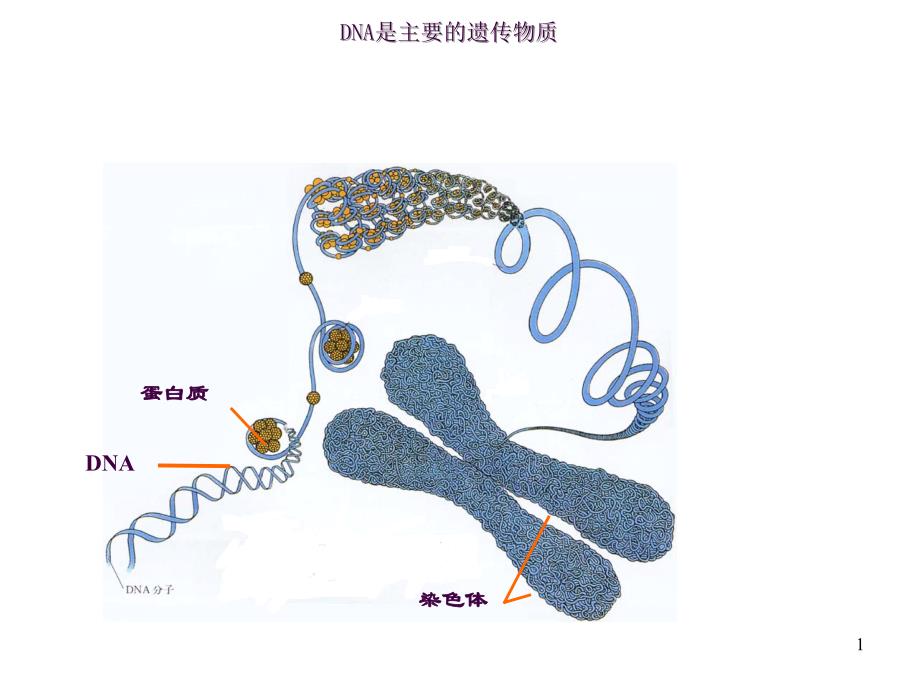 肺炎双球菌转化实验ppt课件_第1页