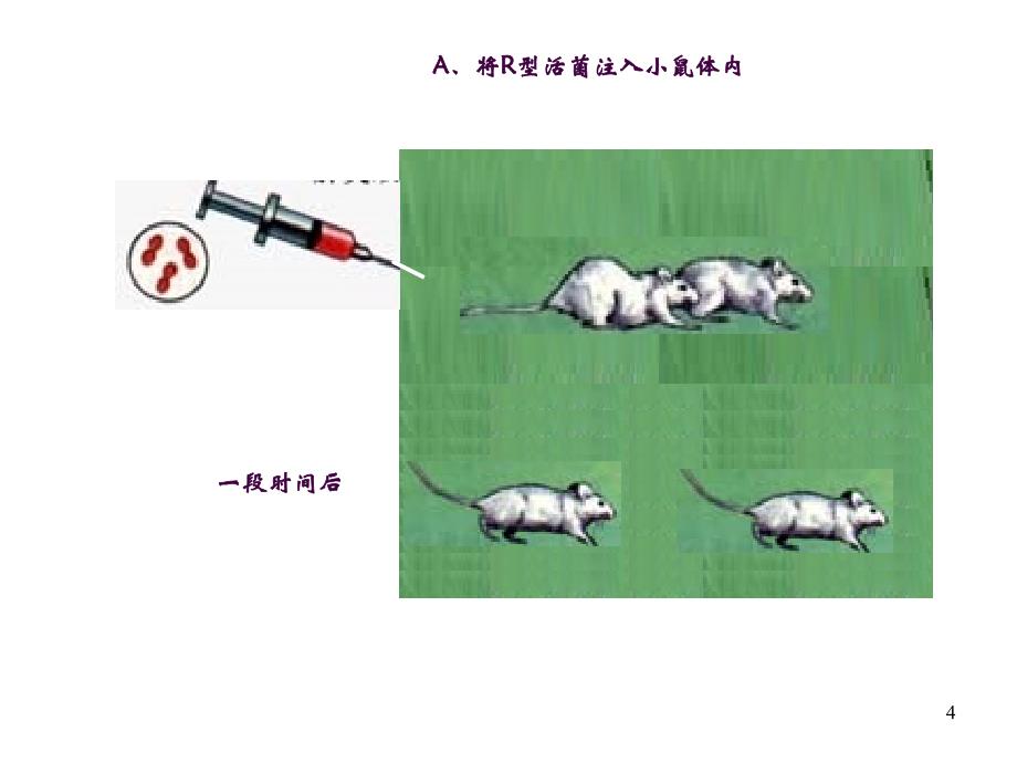 肺炎双球菌转化实验ppt课件_第4页