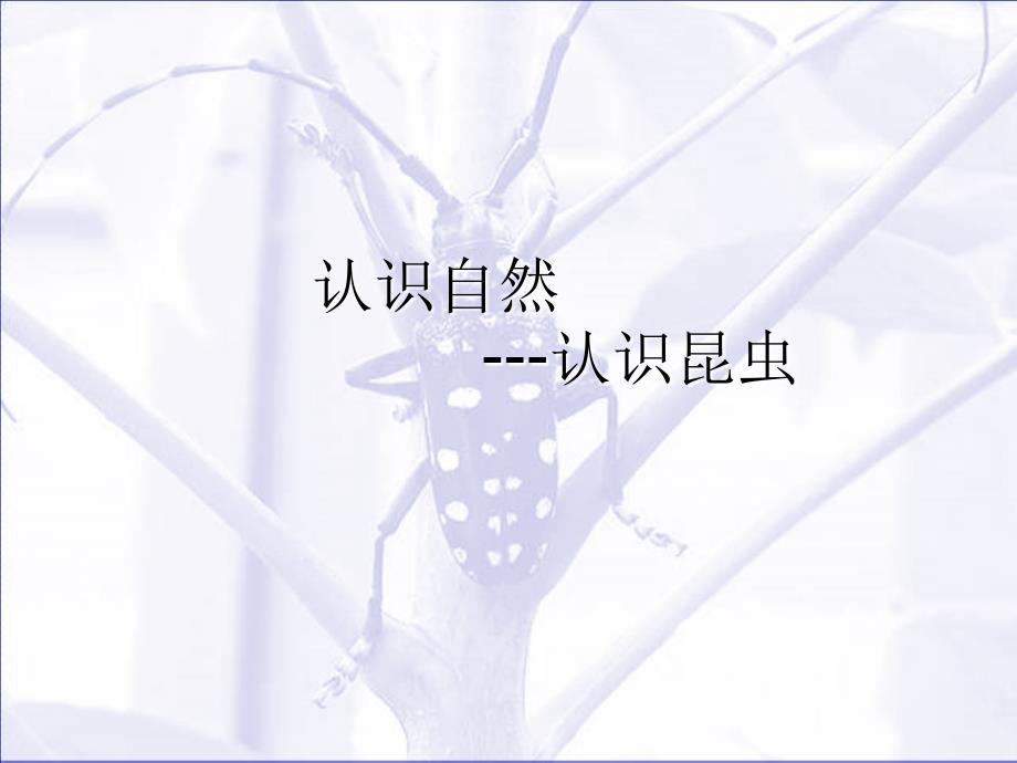 图鉴-认识自然-常见昆虫_第1页