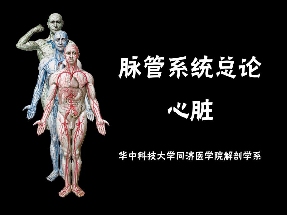 脉管系统总论、心脏_第1页