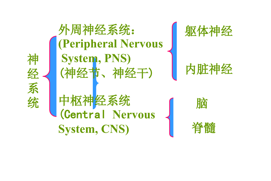 第二版神经幻灯_第3页