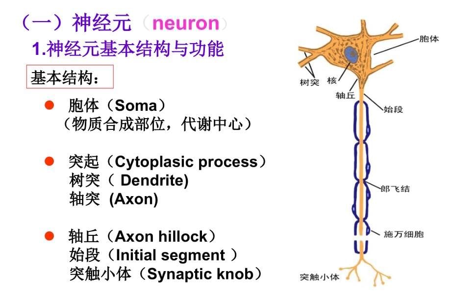 第二版神经幻灯_第5页