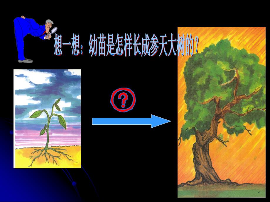 人教版七年级生物上册第三单元第二章第二节植株的生长_第2页