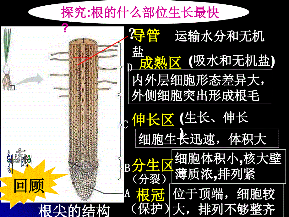 人教版七年级生物上册第三单元第二章第二节植株的生长_第4页