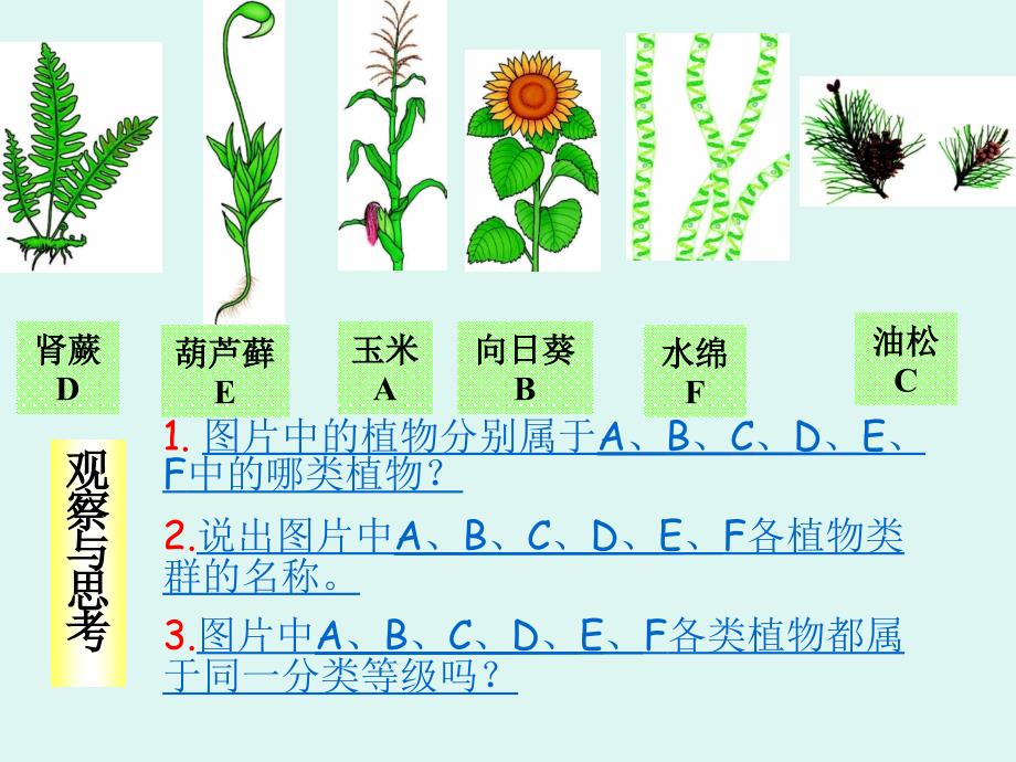 16尝试对生物进行分类3_第4页