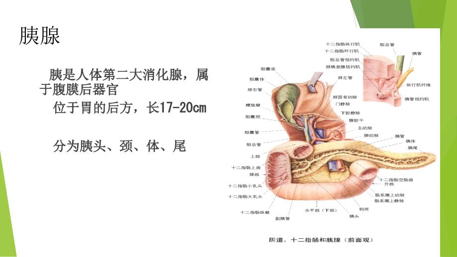 急性胰腺炎的护理ppt课件_第2页