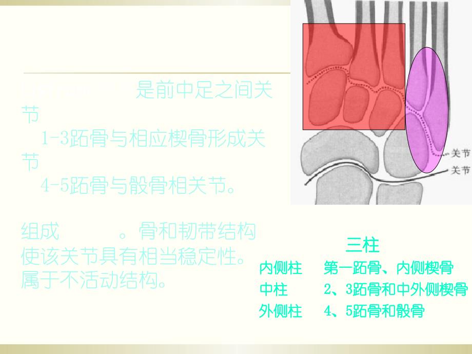 Lisfrance关节损伤PPT课件02_第4页