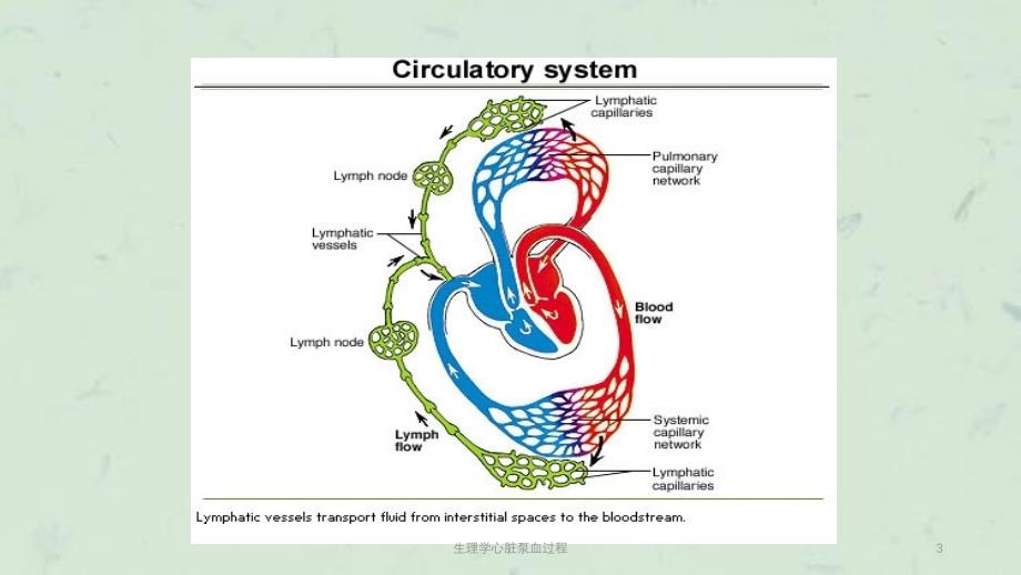 生理学心脏泵血过程课件_第3页