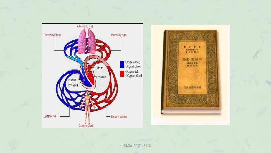 生理学心脏泵血过程课件_第5页