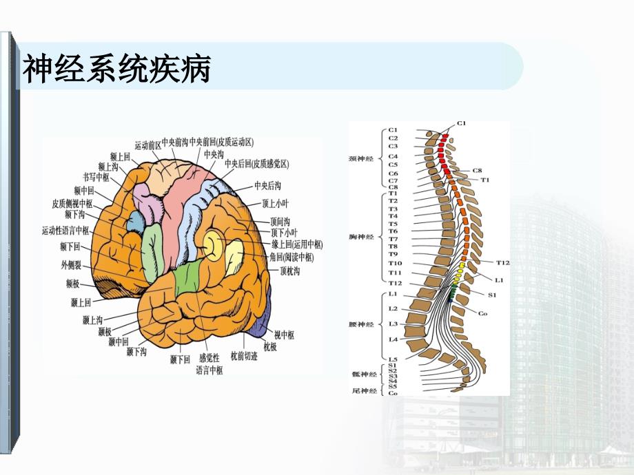 神经系统疾病1课件_第2页