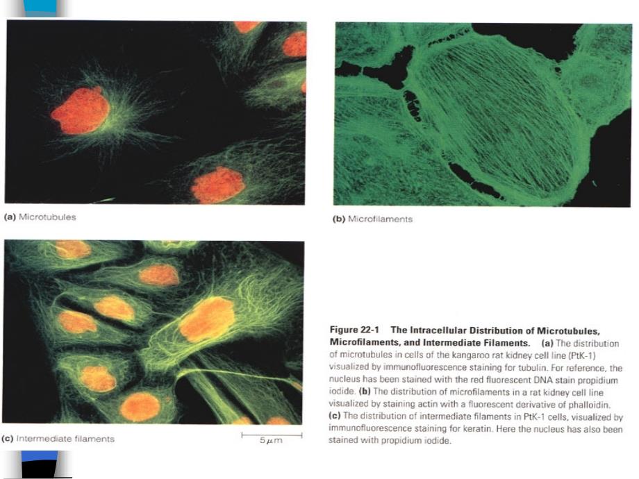 细胞生物学：细胞骨架（cytoskeleton）_第3页