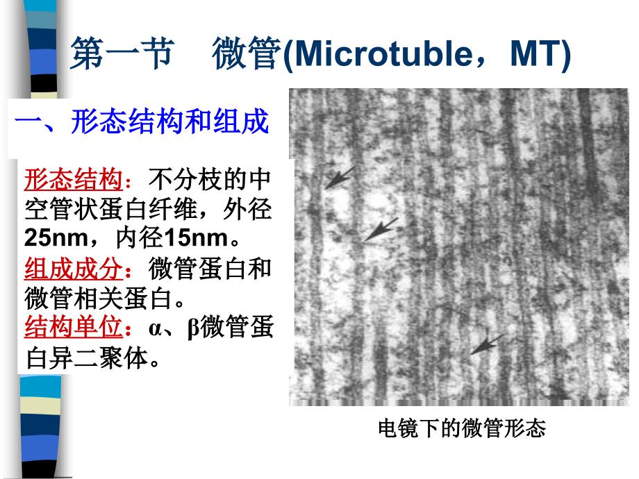 细胞生物学：细胞骨架（cytoskeleton）_第4页