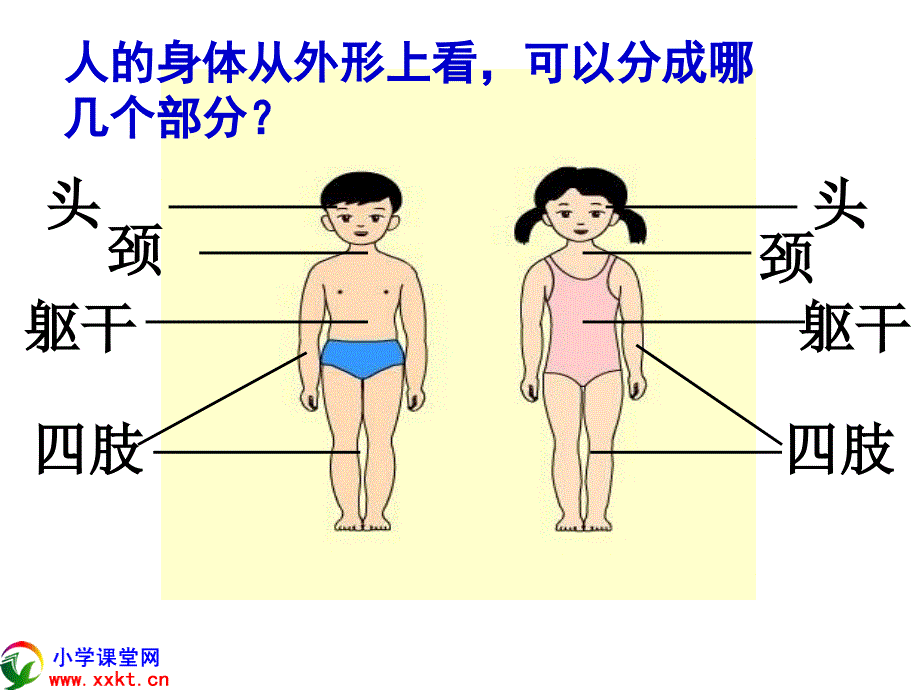 四年级科学上册《身体的结构》PPT课件之四（教科版）_第4页