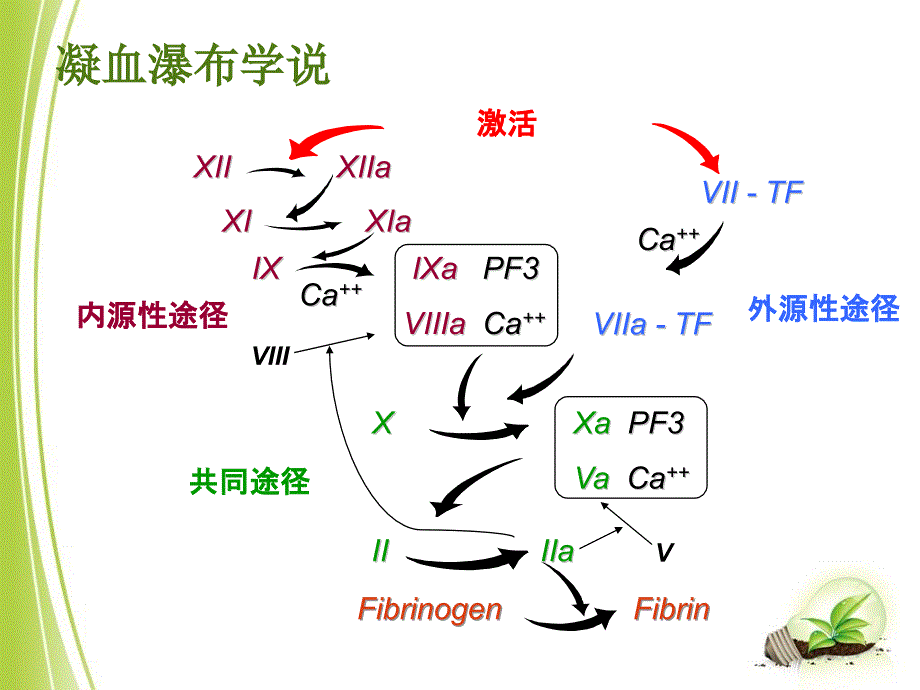 常见凝血项目检测及临床意义_第2页