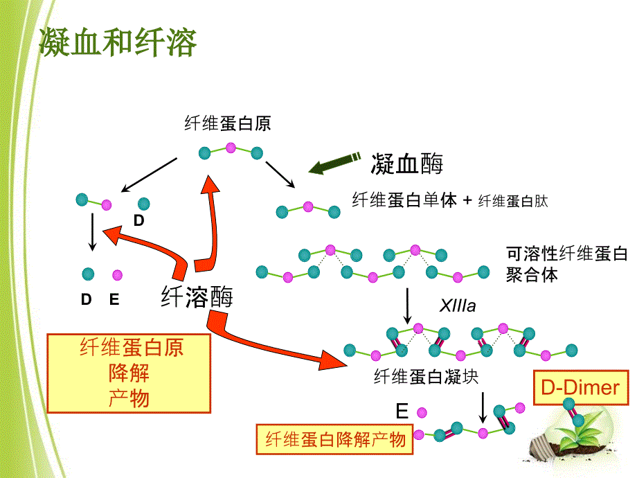 常见凝血项目检测及临床意义_第3页