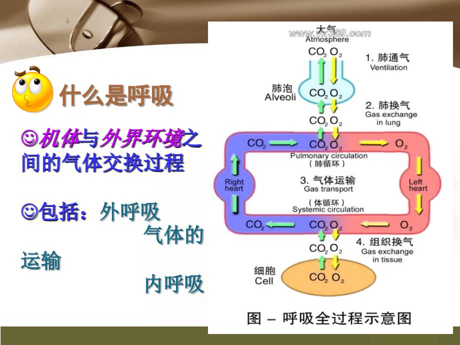 掌握氧气吸入疗法课件_第4页