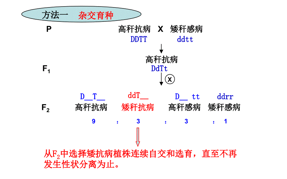 24从杂交育种到基因工程_第3页